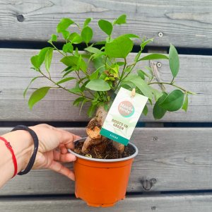 Ficus microcarpa (Fikus ženšenový) ‘GINSENG RETUSA’ - výška 15-20 cm, Ø 20-30 cm, kont. C1L